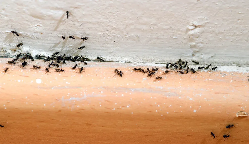 Ant trail running along the join between a floor and skirting board