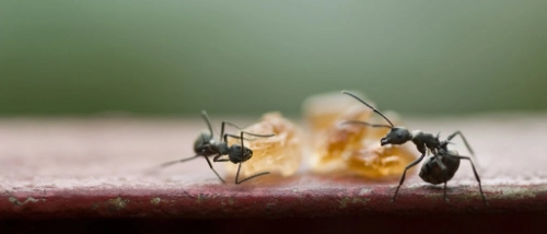 Trusted Pest Control Ants
