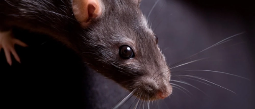 Trusted Pest Control Pharmaceuticals