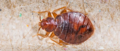 Trusted Pest Control Bed Bugs