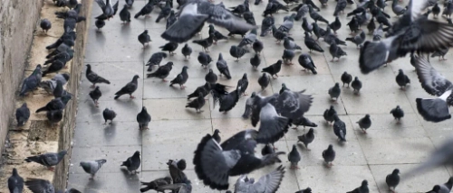Trusted Pest Control Birds