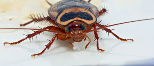 Trusted Pest Control Cockroaches