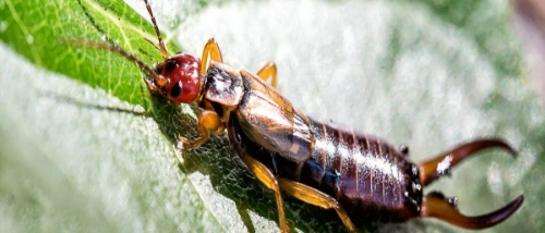 Trusted Pest Control Crawling Insects
