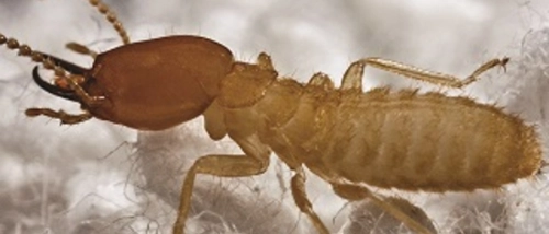 Trusted Pest Control Fabric Beetle