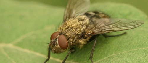 Trusted Pest Control Flies