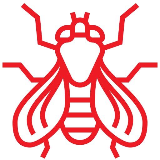 Flies
