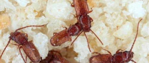 Trusted Pest Control Grain Beetles