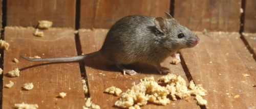 Trusted Pest Control Mice