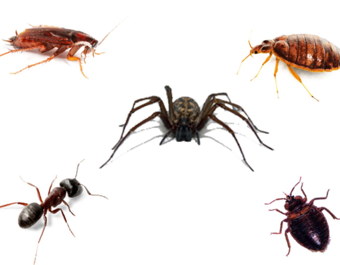  Trusted_Pest_Control_Crawling insects