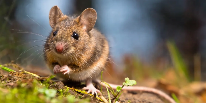  Trusted_Pest_Control_Rat Control