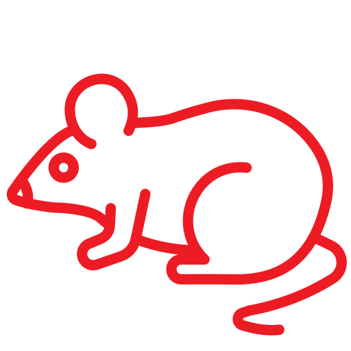 Rats