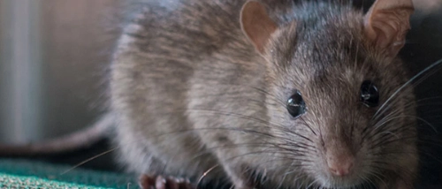 Trusted Pest Control Rats