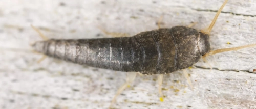 Trusted Pest Control Silverfish