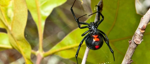 Trusted Pest Control Spiders