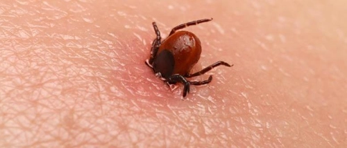 Trusted Pest Control Ticks