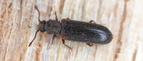 Trusted Pest Control Wood Borers